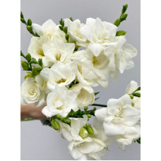 Фрезія White повна 5+