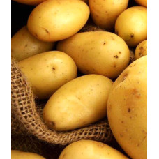 Картопля Бюррен 1 кг (1 репродукція), фракція 40-60