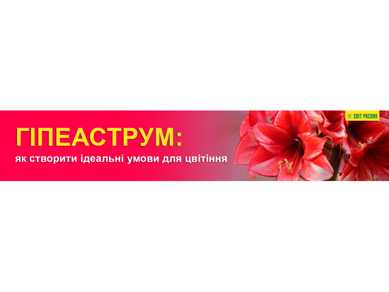 Гіпеаструм: як створити ідеальні умови для цвітіння