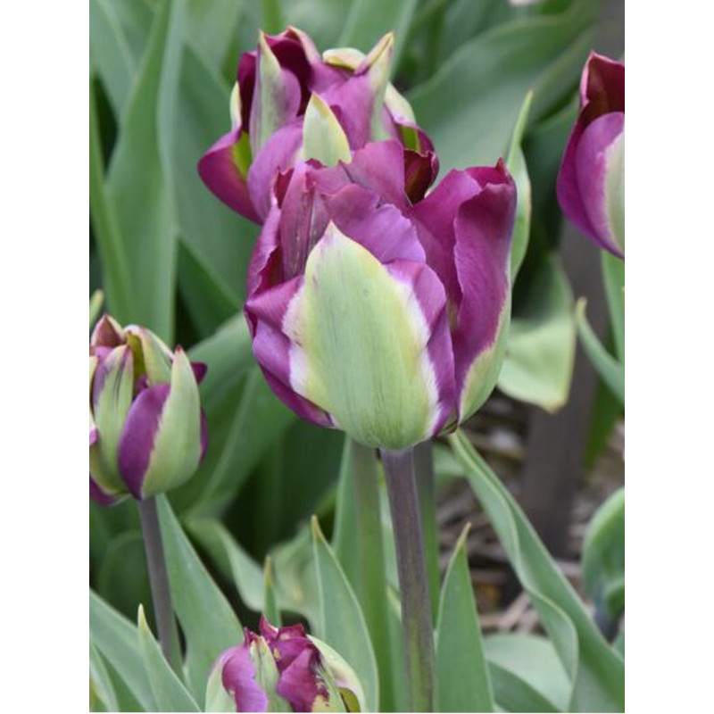 Тюльпан вірідіфлора Violet Bird