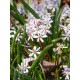 Пролісок Bifolia Rosea 5/+
