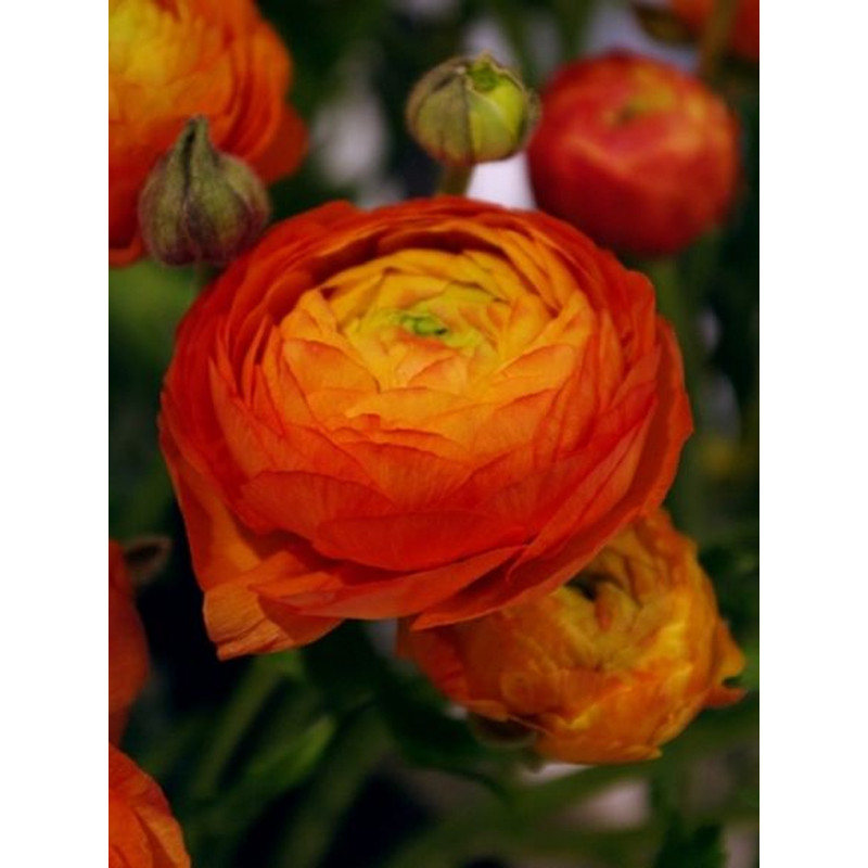 Лютик Aviv Picotee oranje 6/7