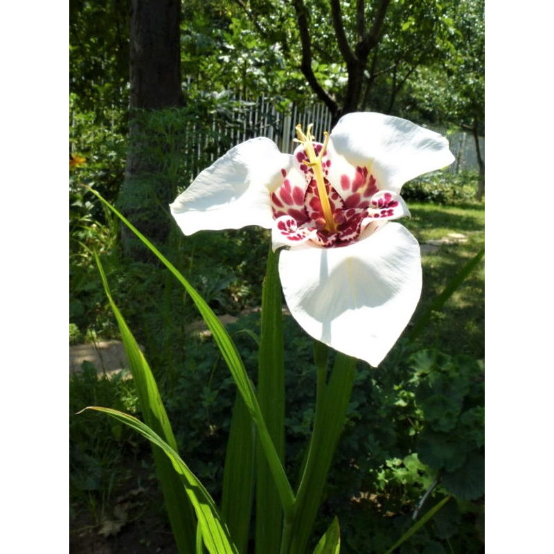 Тигридія Alba Grandiflora (Альба Грандифлора) 5/7