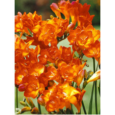 Фрезія Orange махрова 5+