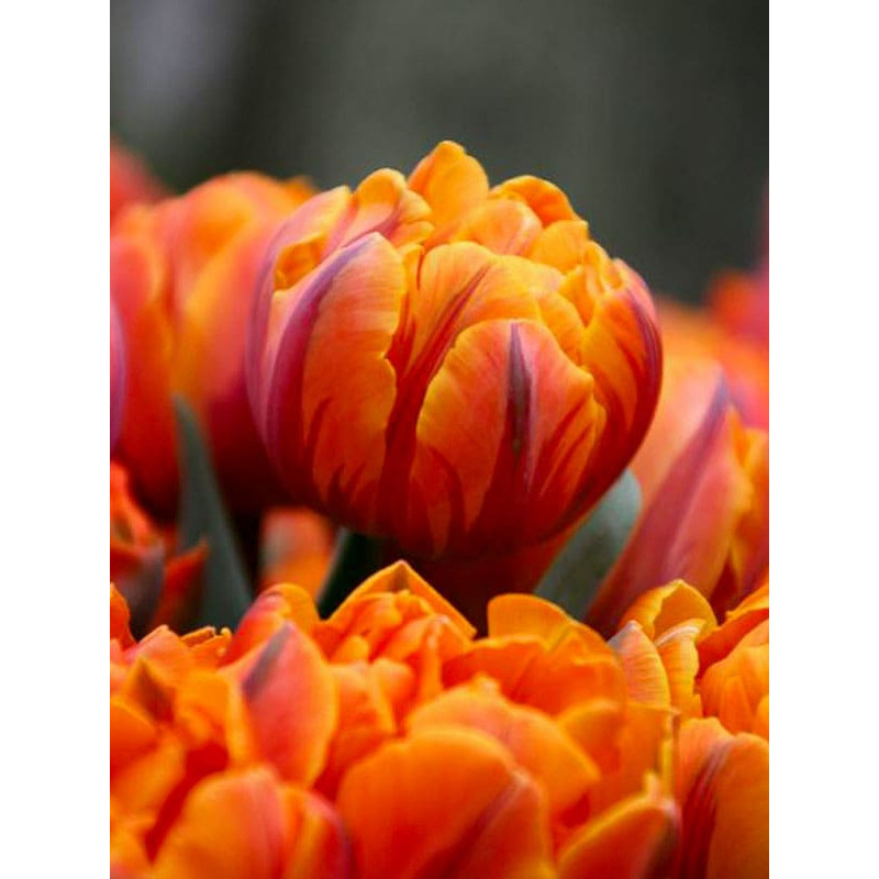 Тюльпан Orange Princess махровий 10/11