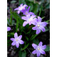 Хіонодокса Violet Beauty 4/5 (5 шт)
