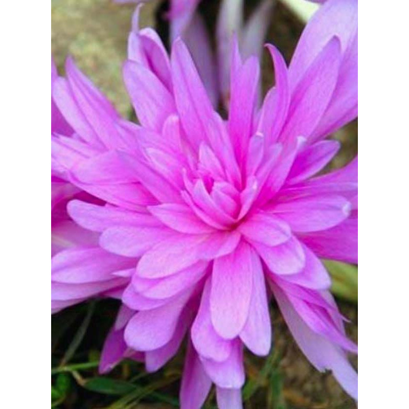 Колхікум (Пізньоцвіт) Waterlily