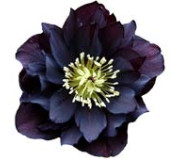 Хелеборус (Морозник)
