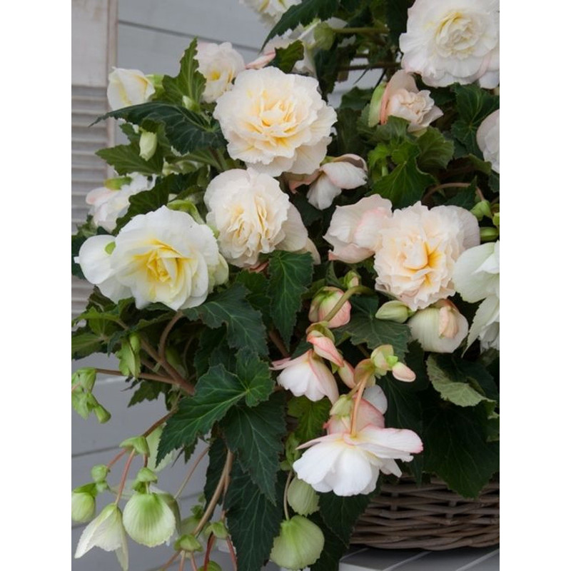 Бегонія каскад Одороза Уайт Блаш (White Blush) 5/6