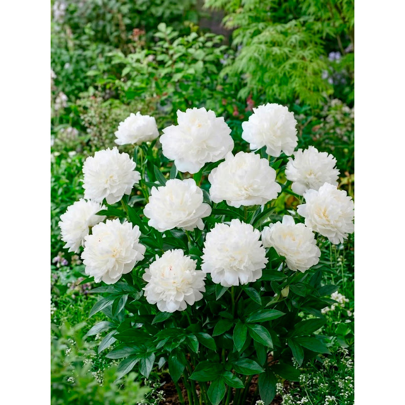Півонія Mother's Choice 2/3