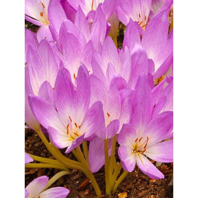 Колхікум Lilac Bedder 18/20 (1 шт)