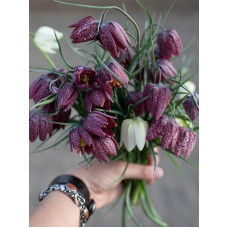 Фрітіллярія Meleagris mix 6+