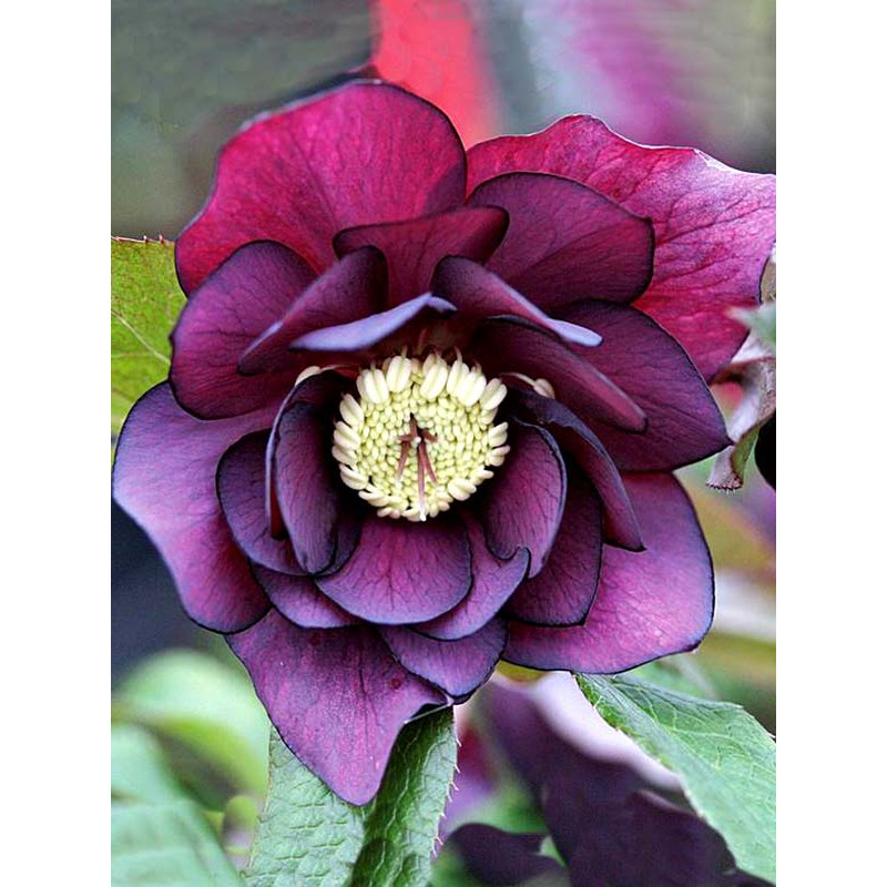 Хелеборус Double Hybrids Red Promise