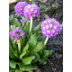 Примула Denticulata lilac