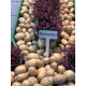 Семенной картофель Сенсейшн 1 репродукция 1 кг