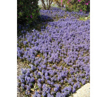 Горлянка (аюга) повзуча Purple Brocade Р9