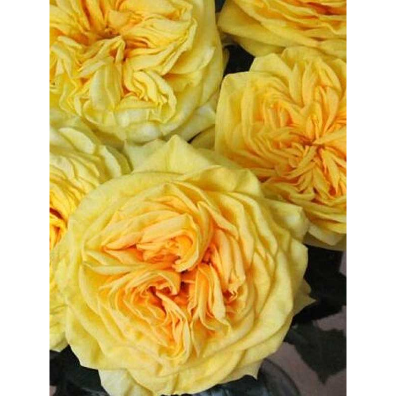Роза английская Лимон Помпон (Lemon Pompon)