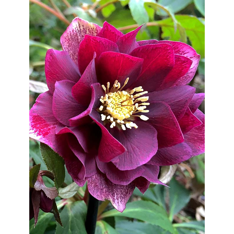 Хелеборус Double Hybrids Red Promise