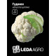 Насіння Капуста Гудмен цвітна 10 шт LedaAgro