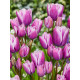 Тюльпан багатоквітковий Purple Elegance 11/12