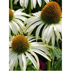 Ехінацея Purpurea White (Пурпурна Біла) (1 шт)