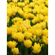 Тюльпан Monte Carlo махровий 10/11