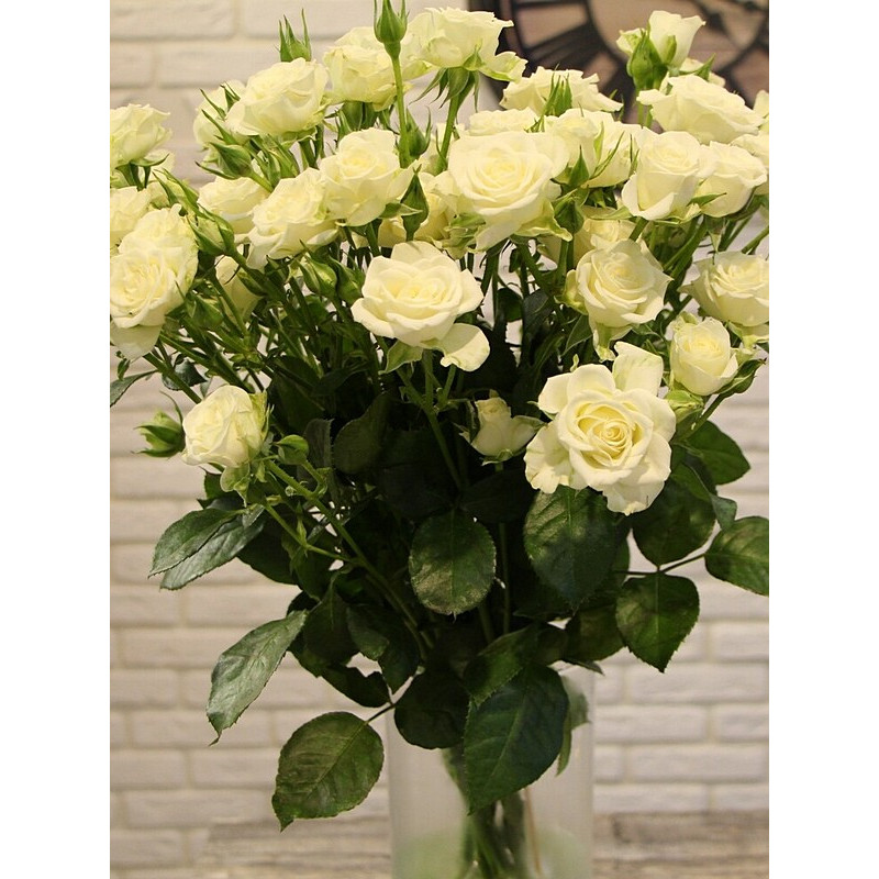  Роза на штамбе Вайт Леди (White Lady) высота 1,4-1,6 м