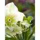 Хелеборус Double Hybrids White Promise