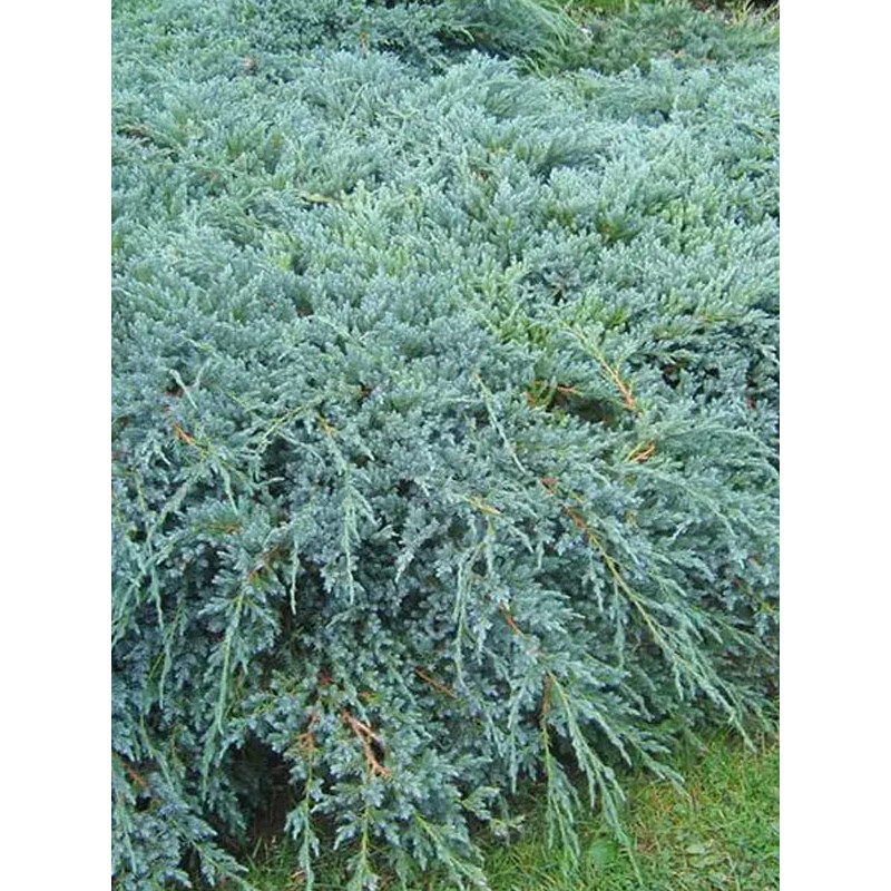 Ялівець лускатий Ханнеторп (Hunnetorp) С3