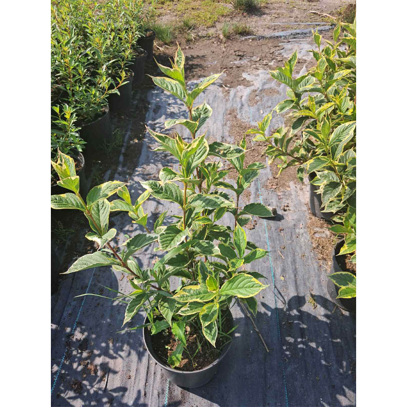 Вейгела квітуча Variegata С2.4
