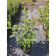 Вейгела квітуча Variegata С2.4