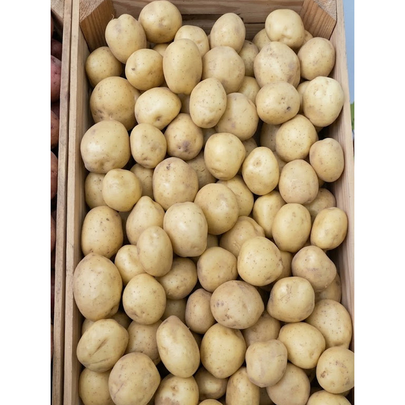 Насіннєва картопля Рів'єра 1 репродукція ультрарання 2,5 кг