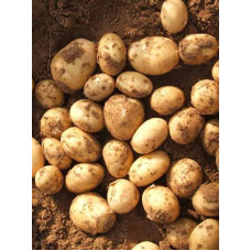Насіннєва картопля Електра 2 репродукція фракція 40-60 1 кг