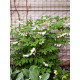 Дицентра спектабилис Альба (Spectabilis Alba)