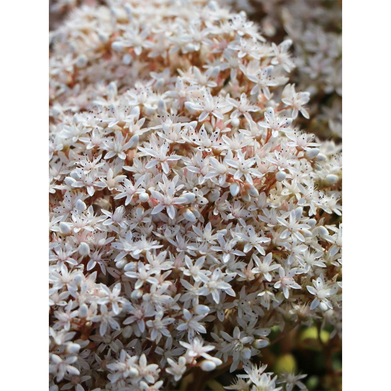 Седум (очиток) білий Корал Карпет (Coral Carpet) P9