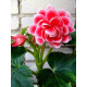 Бегонія Camelia 4\5 (1 шт)