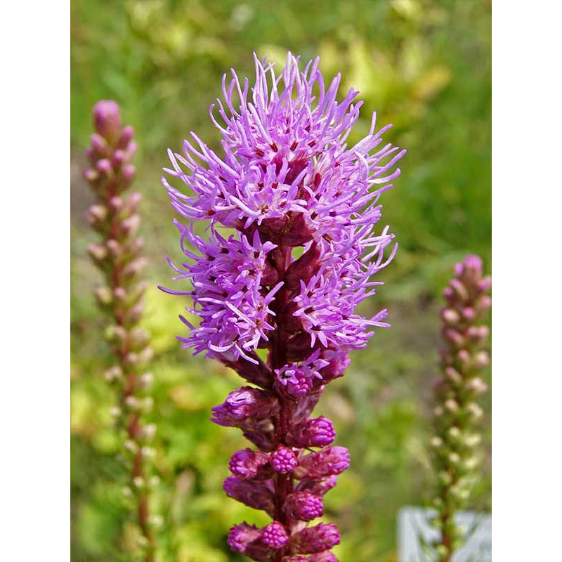 Ліатріс Spicata 8/10