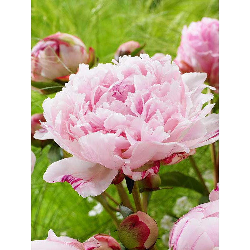 Півонія Трав’яниста Sarah Bernhardt Select 2/3 (1 шт)