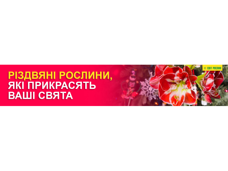 Різдвяні рослини, які прикрасять ваші свята