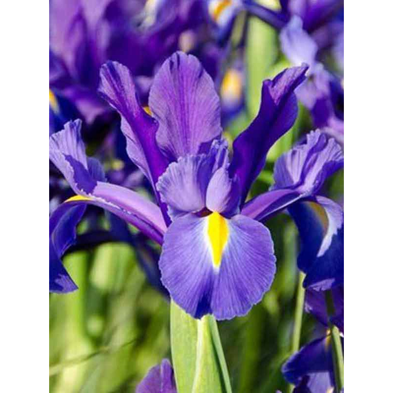 Ірис Discovery Purple