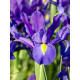 Ірис Discovery Purple