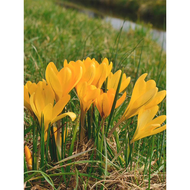 Крокус великоквітковий Golden Yellow (Голден Еллоу)
