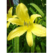 Лілейник Citrina