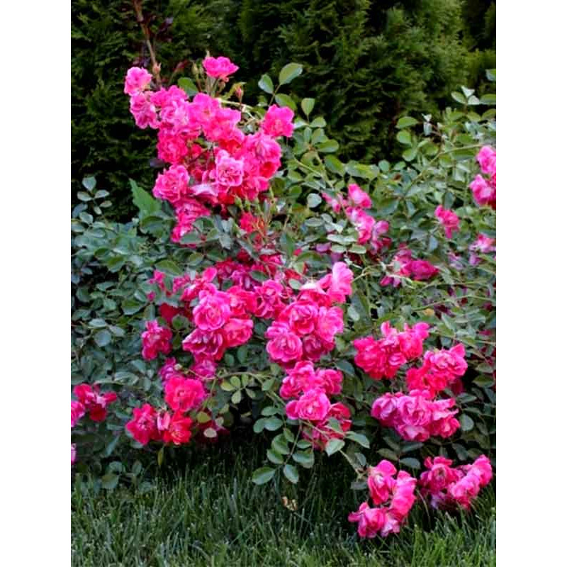 Роза Фуксия Мейландекор (Fuchsia Meillandecor) Почвопокровная