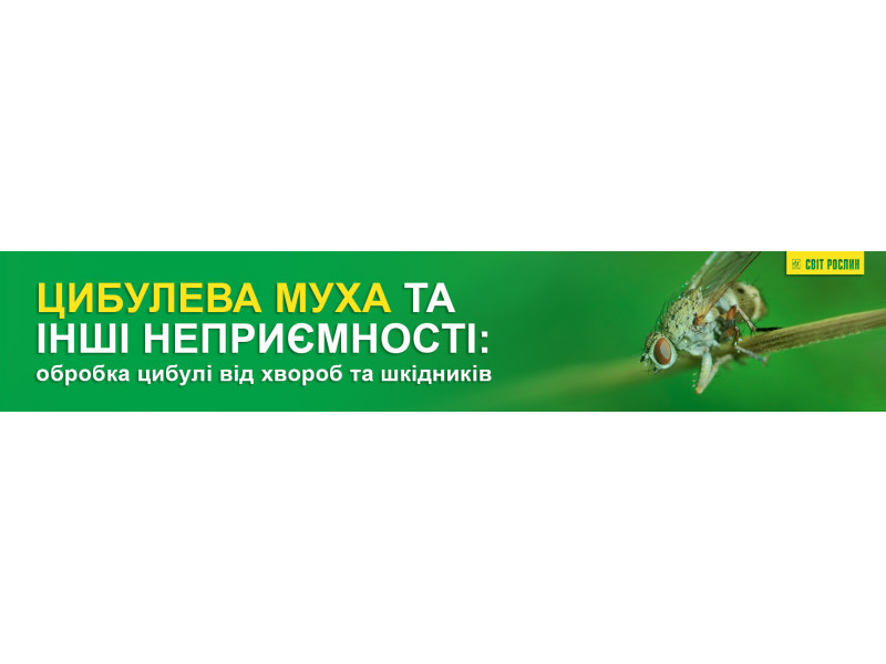 Цибулева муха та інші неприємності: обробка цибулі від хвороб та шкідників