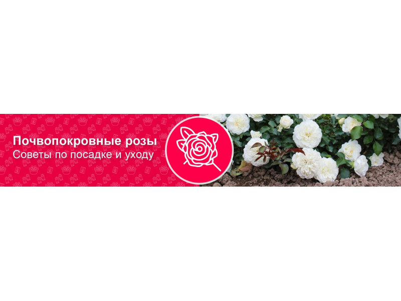 Як садити і правильно доглядати за ґрунтопокривними трояндами