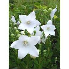 Платикодон White (Уайт) (1 шт)