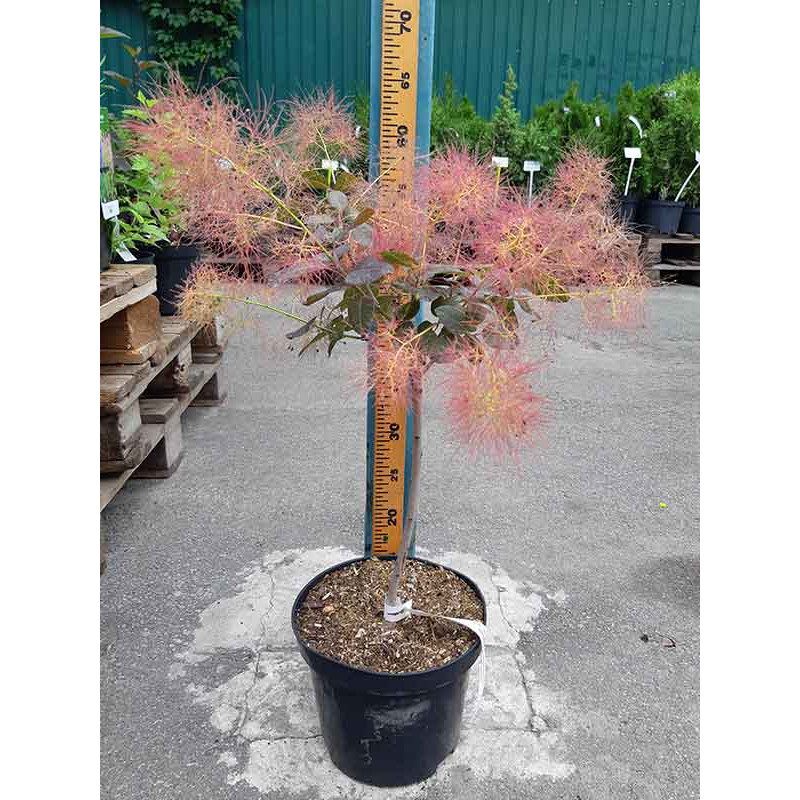 Скумпія шкіряста Purpureus С3