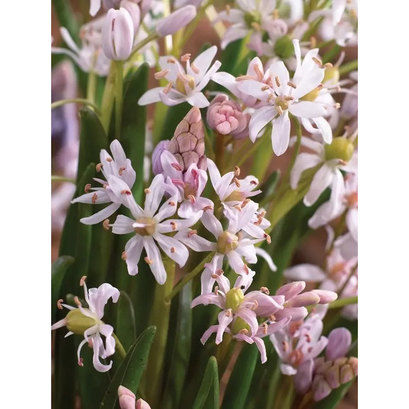 Пролісок Bifolia Rosea 5/+