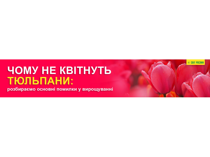 Чому не квітнуть тюльпани - розбираємо основні помилки у вирощуванні